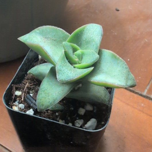Photo of the plant species Ivory Towers Crassula by @DeluxePalqui63 named Xena on Greg, the plant care app
