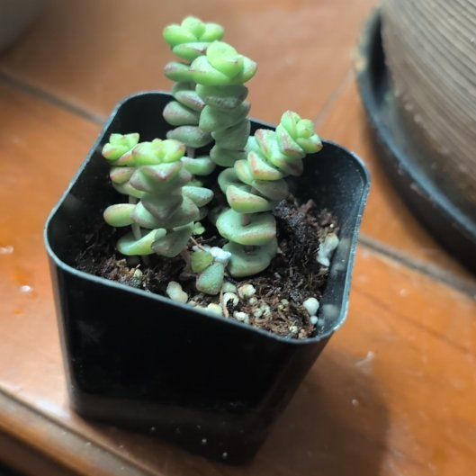 Photo of the plant species Jade Necklace by @DeluxePalqui63 named Luna on Greg, the plant care app
