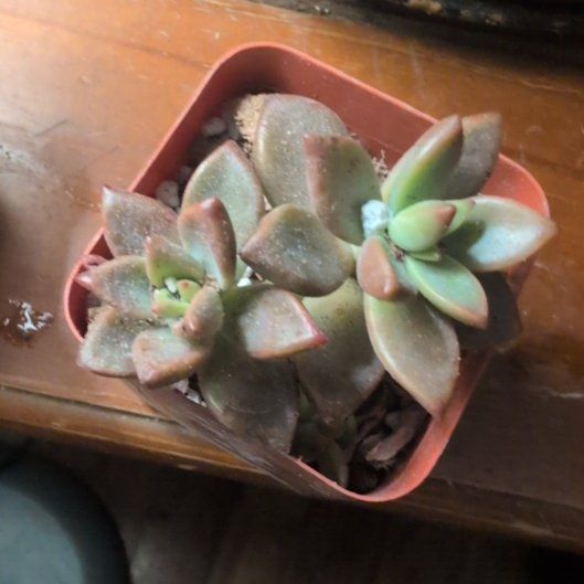 Photo of the plant species Graptosedum 'Alpenglow' by @DeluxePalqui63 named Rainier on Greg, the plant care app