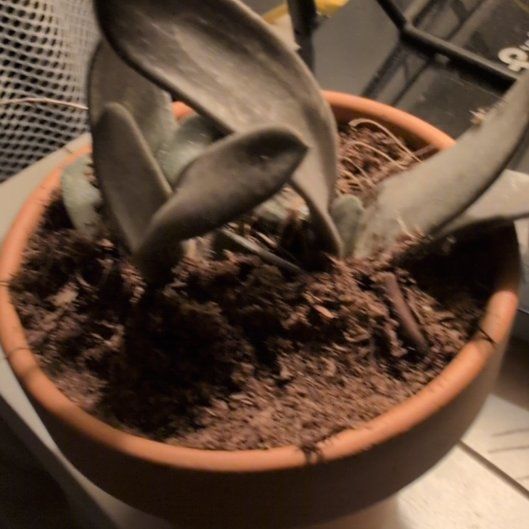 Photo of the plant species Gasteria 'Silver' by @DeluxePalqui63 named Lola on Greg, the plant care app