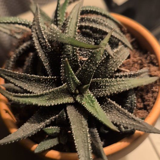 Photo of the plant species Haworthia attenuata 'Concolor' by @DeluxePalqui63 named Khaleesi on Greg, the plant care app
