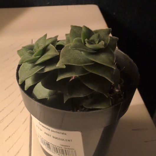 Photo of the plant species Variegated Crassula by @DeluxePalqui63 named DERPY on Greg, the plant care app