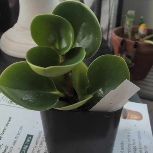 Photo of the plant species Lemon Lime Peperomia by @DeluxePalqui63 named Plato on Greg, the plant care app