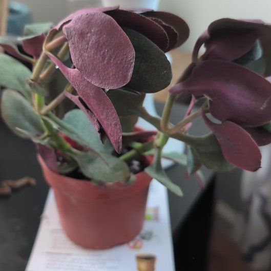 Photo of the plant species Fairy Crassula by @DeluxePalqui63 named Wall-E on Greg, the plant care app