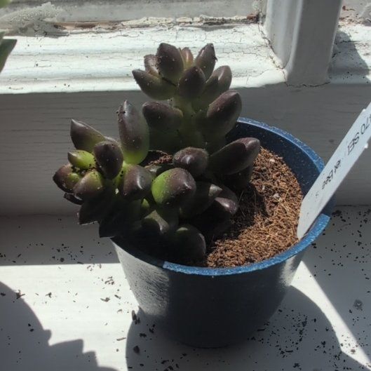Photo of the plant species Sedeveria 'Jet Beads' by @DeluxePalqui63 named Stella on Greg, the plant care app