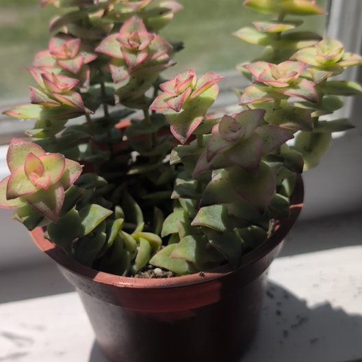 Photo of the plant species Variegated String of Buttons by @DeluxePalqui63 named Daphne on Greg, the plant care app