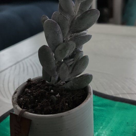 Photo of the plant species Ping Pong by @DeluxePalqui63 named Ping Pong on Greg, the plant care app
