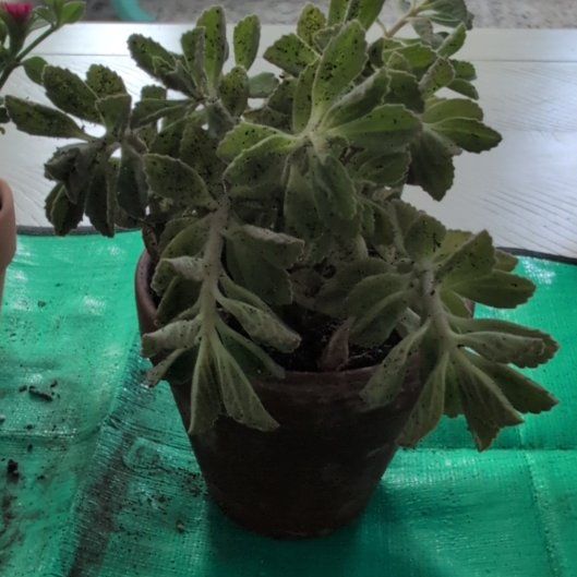 Photo of the plant species Plectranthus Neochilus by @DeluxePalqui63 named Aristotle on Greg, the plant care app