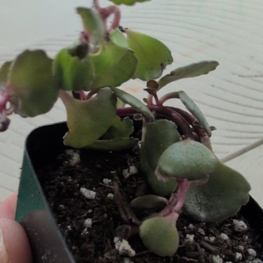 Photo of the plant species Dragons Blood Sedum by @DeluxePalqui63 named Stoic the Vast on Greg, the plant care app