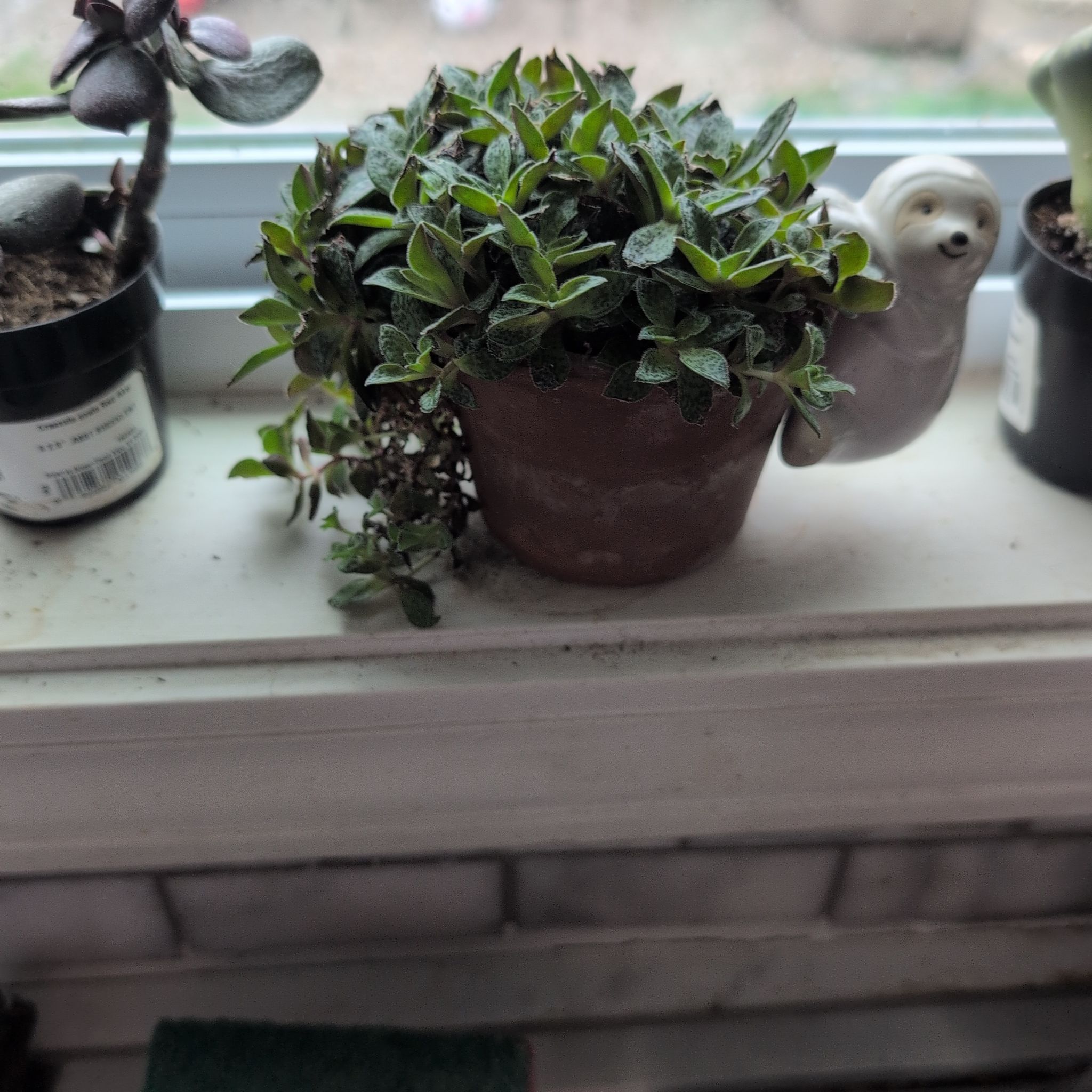 Photo of the plant species Tiger Jade by @DeluxePalqui63 named Planty on Greg, the plant care app