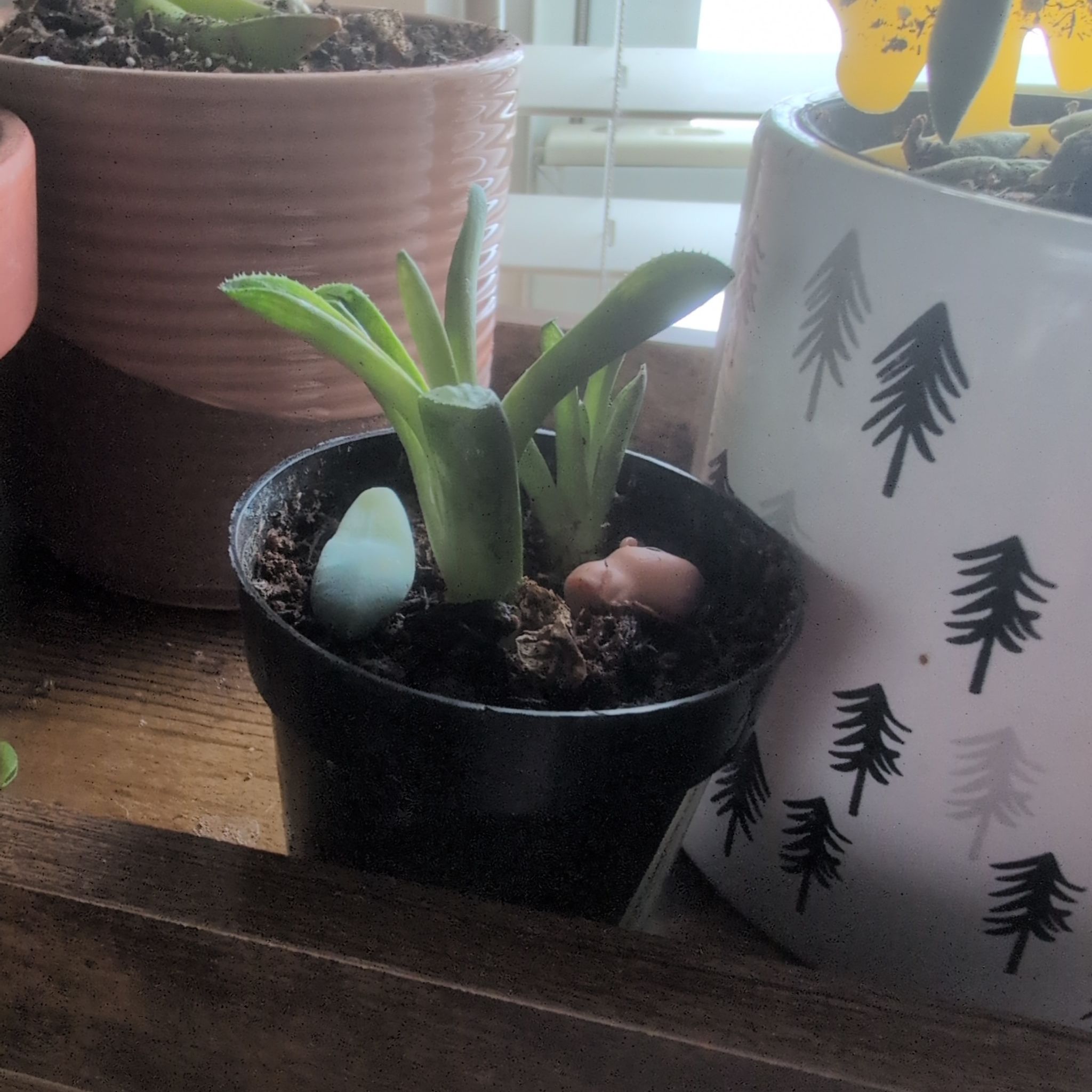 Photo of the plant species Variegated Haworthia retusa by @DeluxePalqui63 named Forrest on Greg, the plant care app