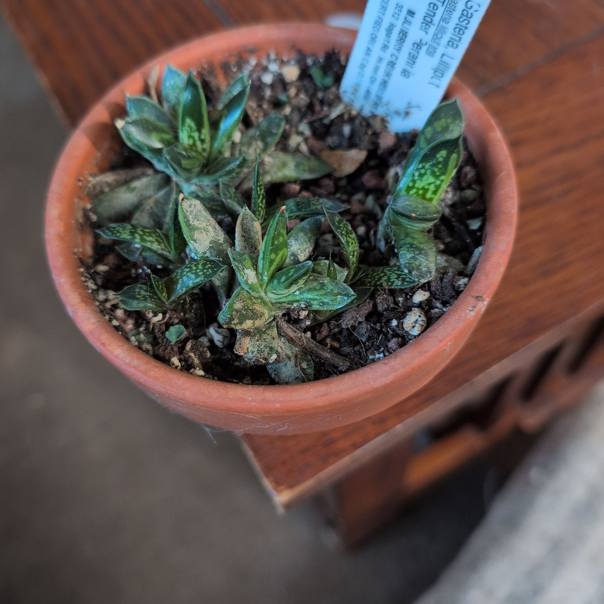 Photo of the plant species gasteria bicolor by @DeluxePalqui63 named Baesil on Greg, the plant care app