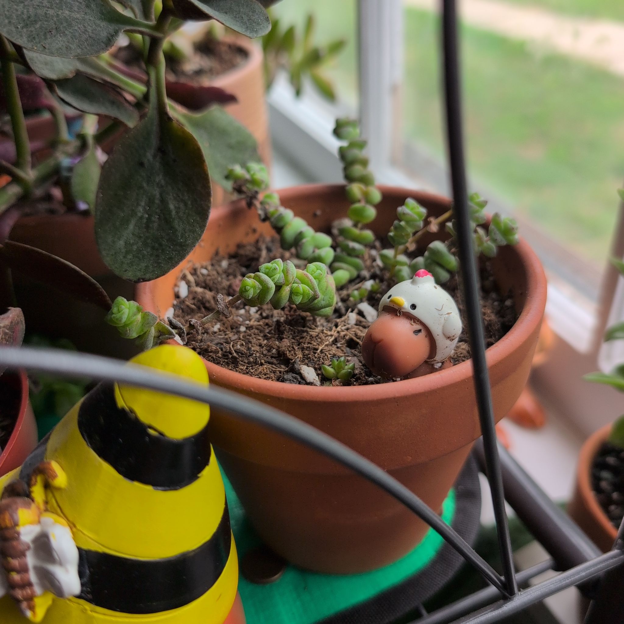 Photo of the plant species Jade Necklace by @DeluxePalqui63 named Luna on Greg, the plant care app