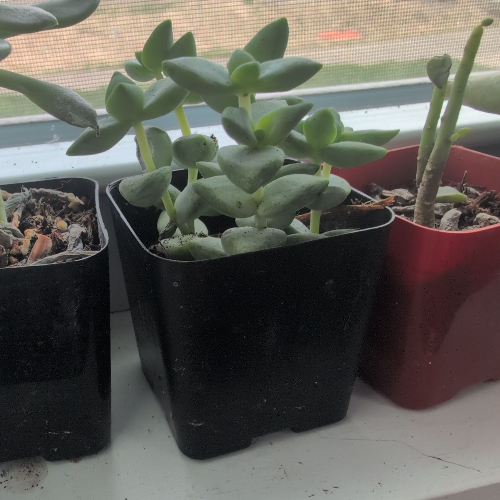 Photo of the plant species Crassula Rupestris by @DeluxePalqui63 named Harry on Greg, the plant care app