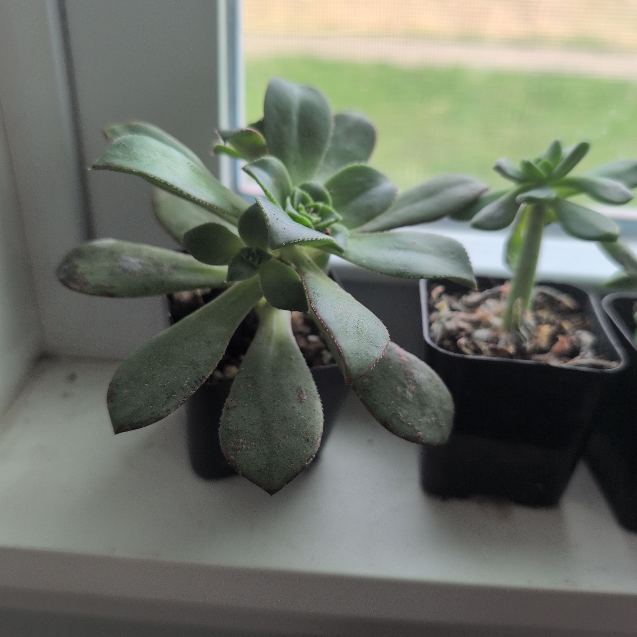 Photo of the plant species Echeveria bella by @DeluxePalqui63 named Gregarious on Greg, the plant care app