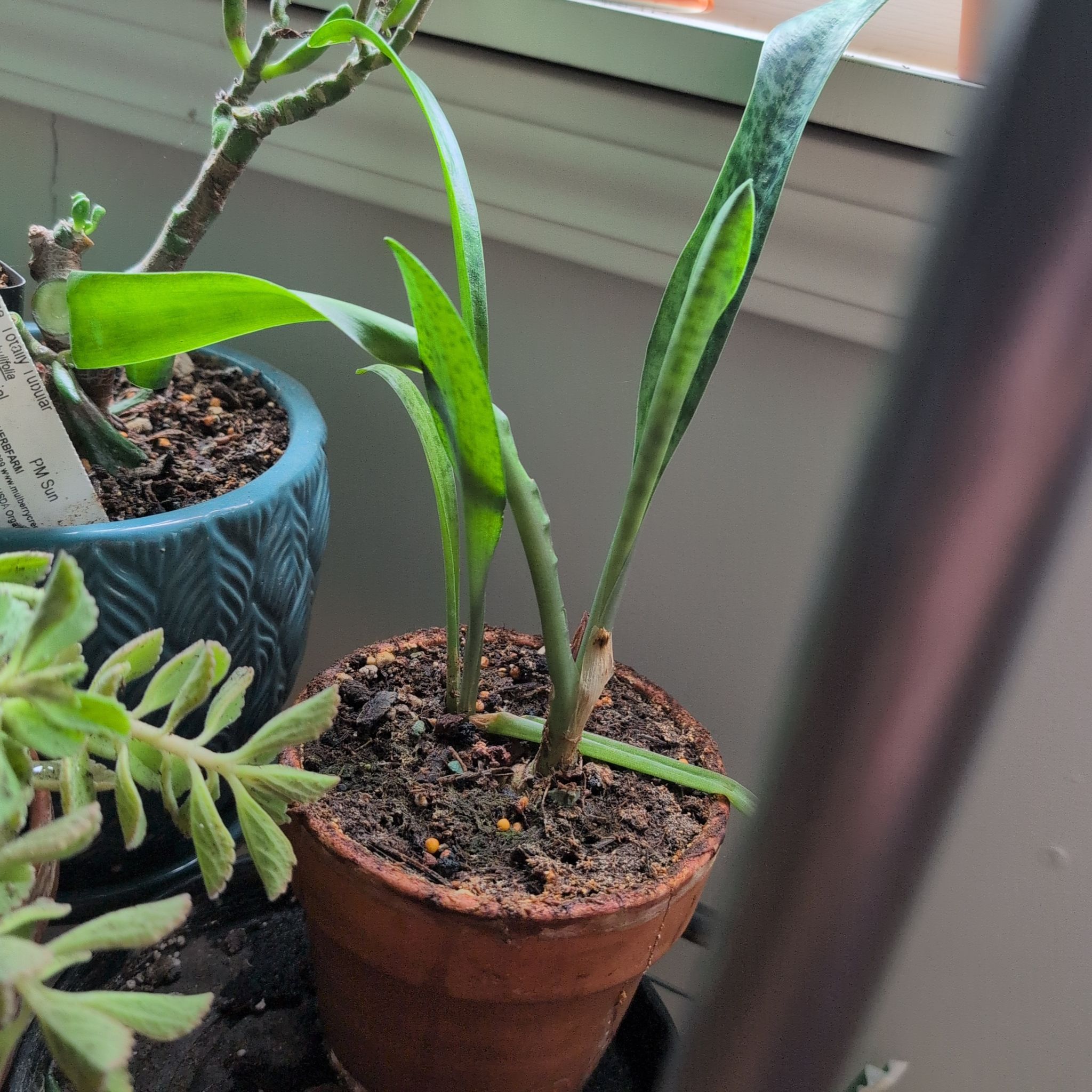Photo of the plant species Drimiopsis kirkii by @DeluxePalqui63 named Robert Plant on Greg, the plant care app