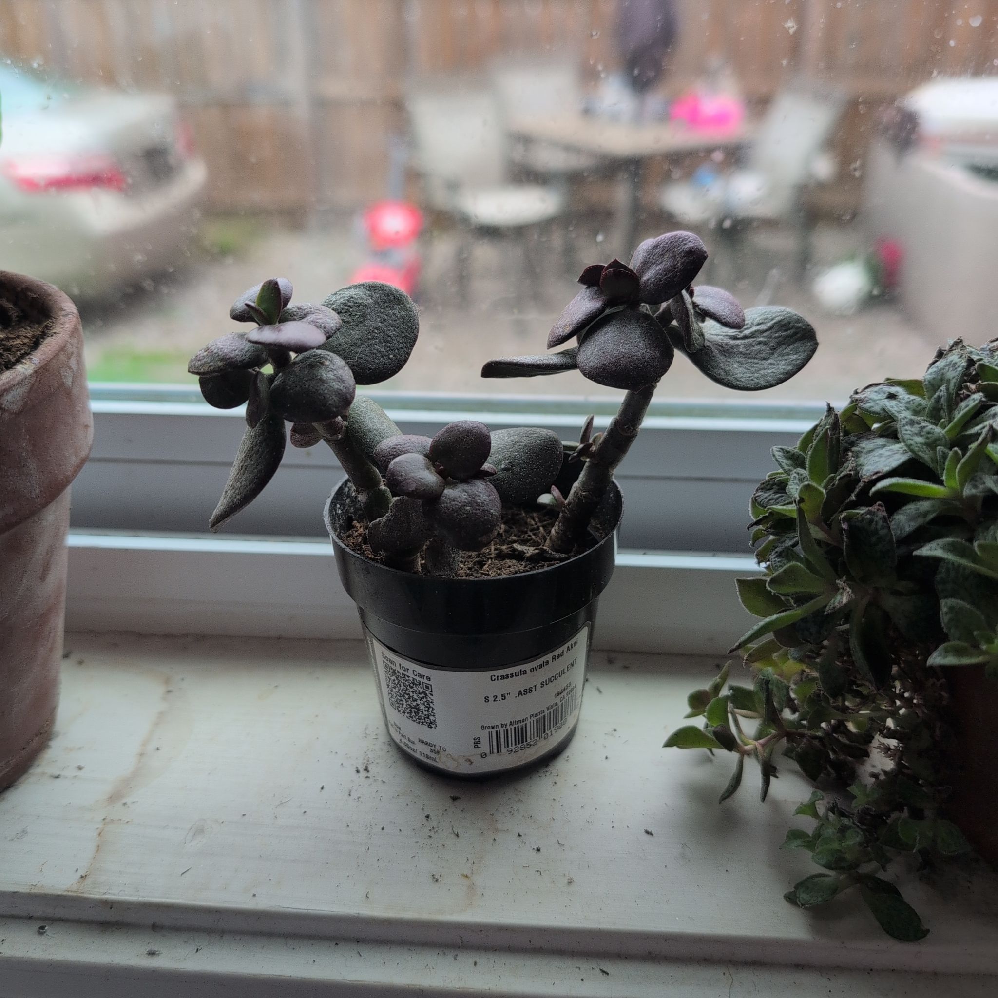 Photo of the plant species Akai Jade by @DeluxePalqui63 named Hemingway on Greg, the plant care app