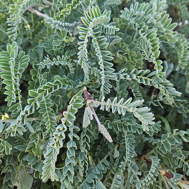 Photo of the plant species Astragalus monspessulanus by @AceAloeyucca61 named Lebron on Greg, the plant care app