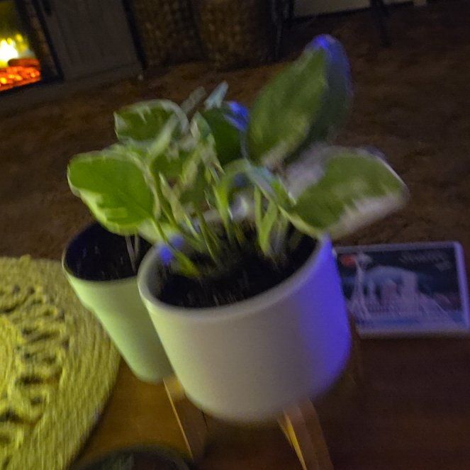 Photo of the plant species Yellow Daisy Bush by @QueenPassiflora named Athena on Greg, the plant care app