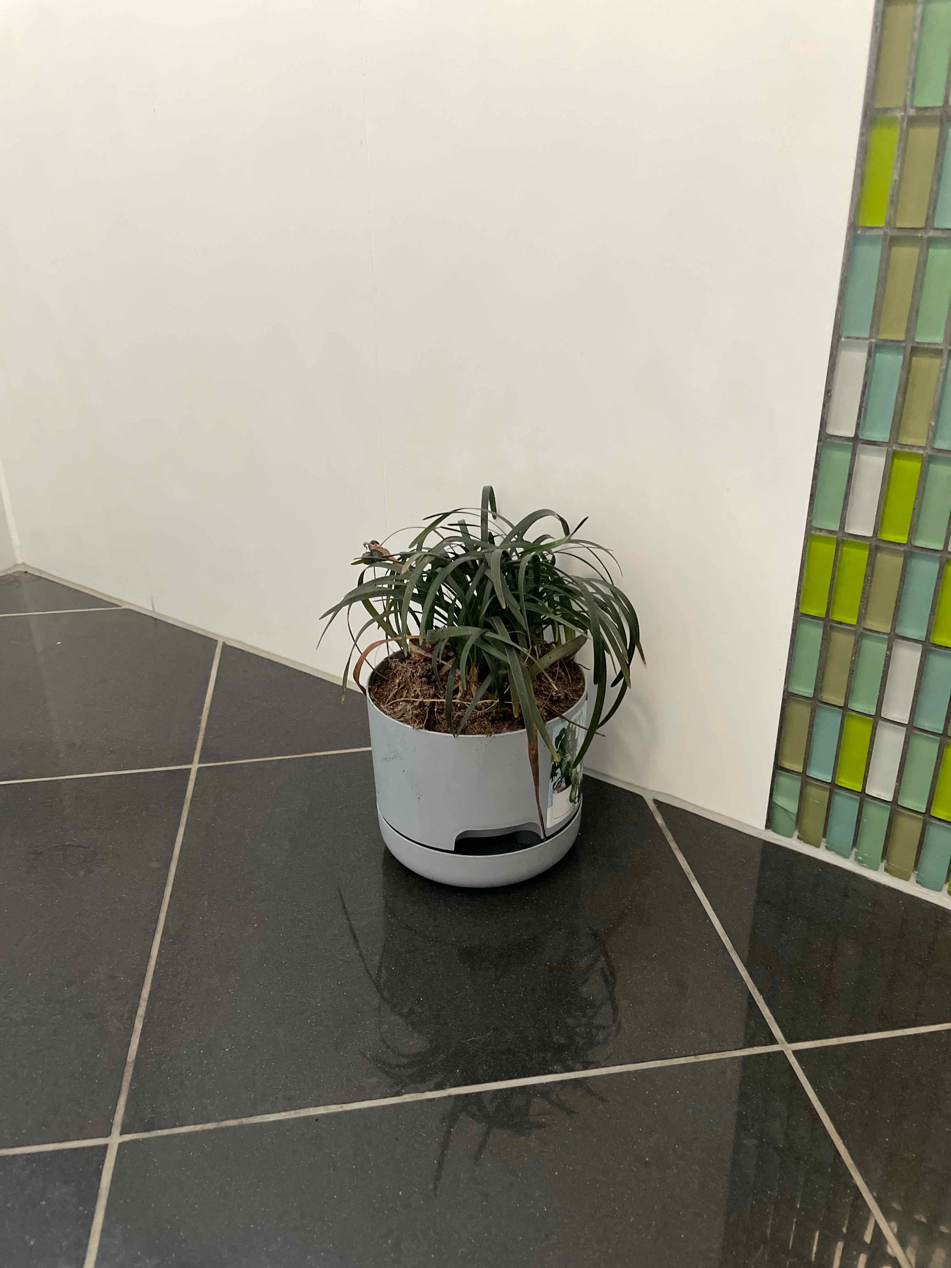 Photo of the plant species Mondo grass by @ObelisksViroids named Gregarious on Greg, the plant care app