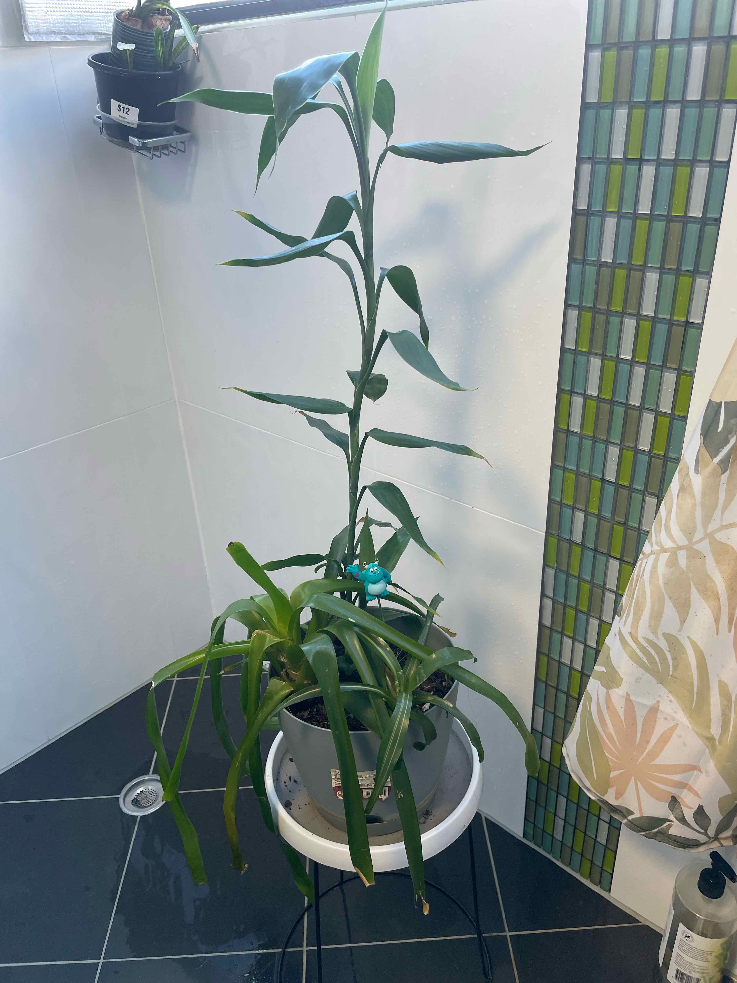 Photo of the plant species Bromeliad by @ObelisksViroids named Hemingway on Greg, the plant care app