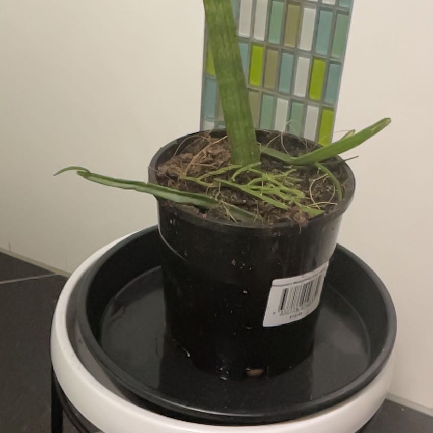 Photo of the plant species misteltoe cactus by @ObelisksViroids named Leonardo on Greg, the plant care app