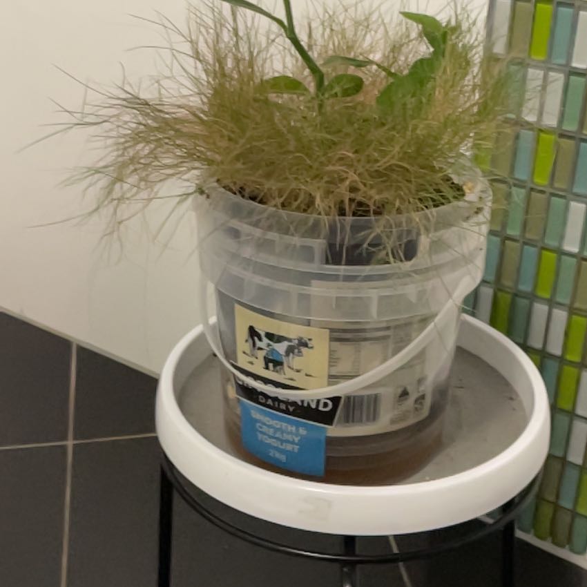 Photo of the plant species Mascarene Plant by @ObelisksViroids named Cleopatra on Greg, the plant care app