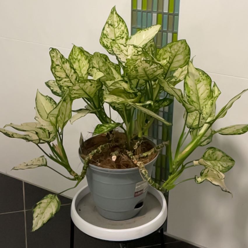 Photo of the plant species Chinese evergreen by @ObelisksViroids named Muhammad Ali on Greg, the plant care app