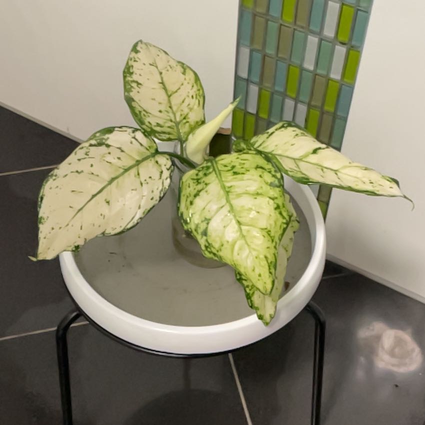 Photo of the plant species Chinese evergreen by @ObelisksViroids named Curie on Greg, the plant care app