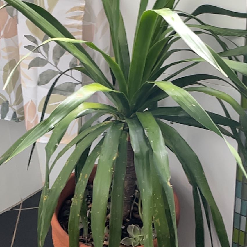 Photo of the plant species Canary Island Dragon Tree by @ObelisksViroids named Lach Nessy on Greg, the plant care app