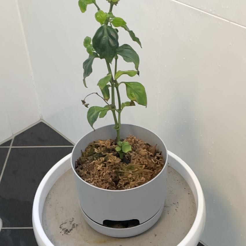 Photo of the plant species Mushroom Herb by @ObelisksViroids named Demi on Greg, the plant care app