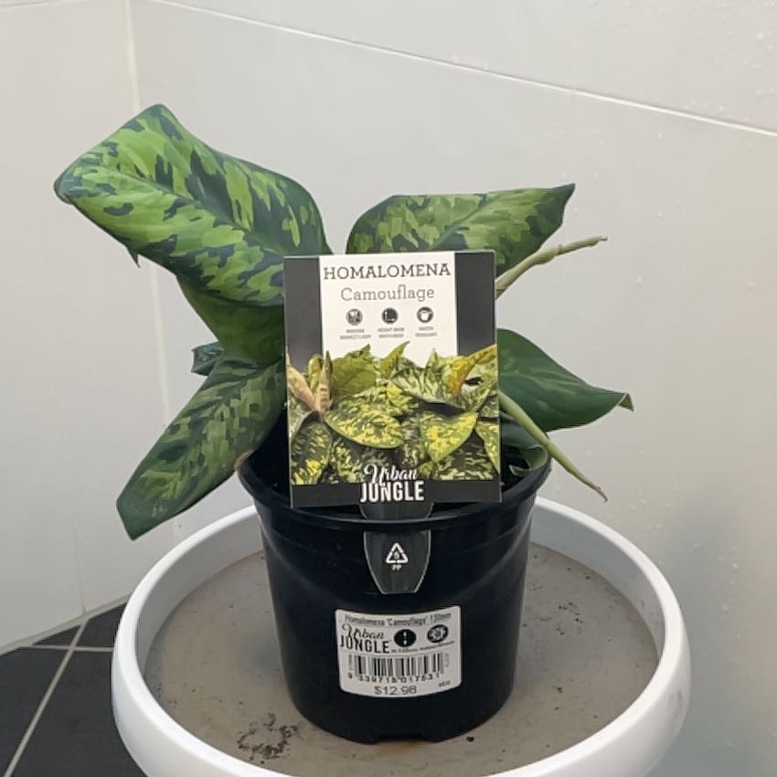 Photo of the plant species King of Hearts by @ObelisksViroids named James Dean on Greg, the plant care app