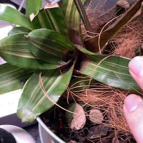 Photo of the plant species Bromeliad by @ObelisksViroids named Hemingway on Greg, the plant care app