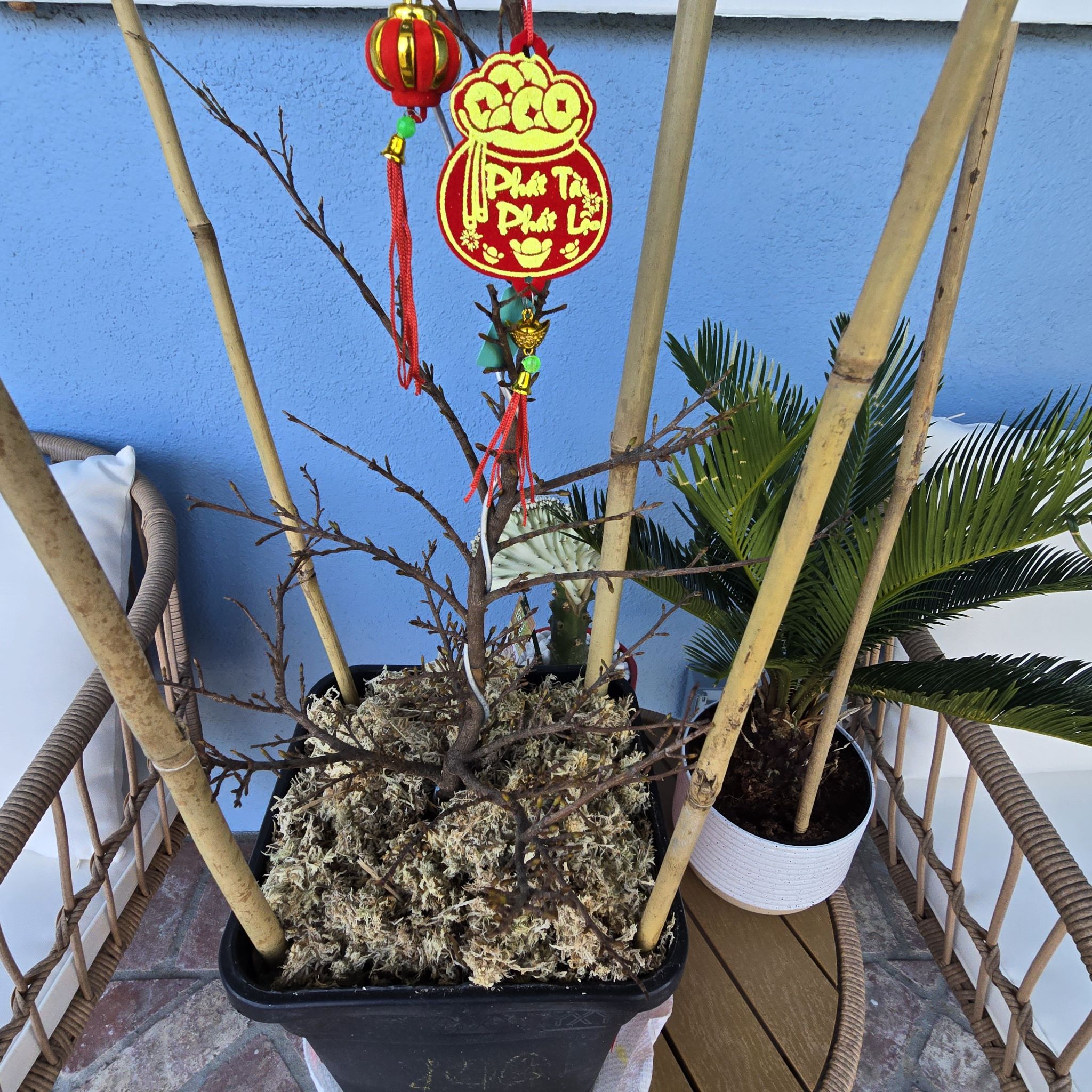 Photo of the plant species Mai Flower Tree by @SavvyPinoak19 named MAI VANG VIETNAM on Greg, the plant care app