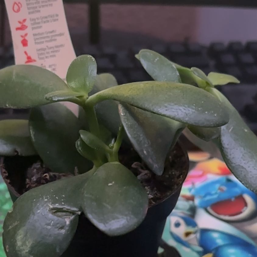 Photo of the plant species Miniature Jade Plant by @SaviorKalopanax named Anne on Greg, the plant care app