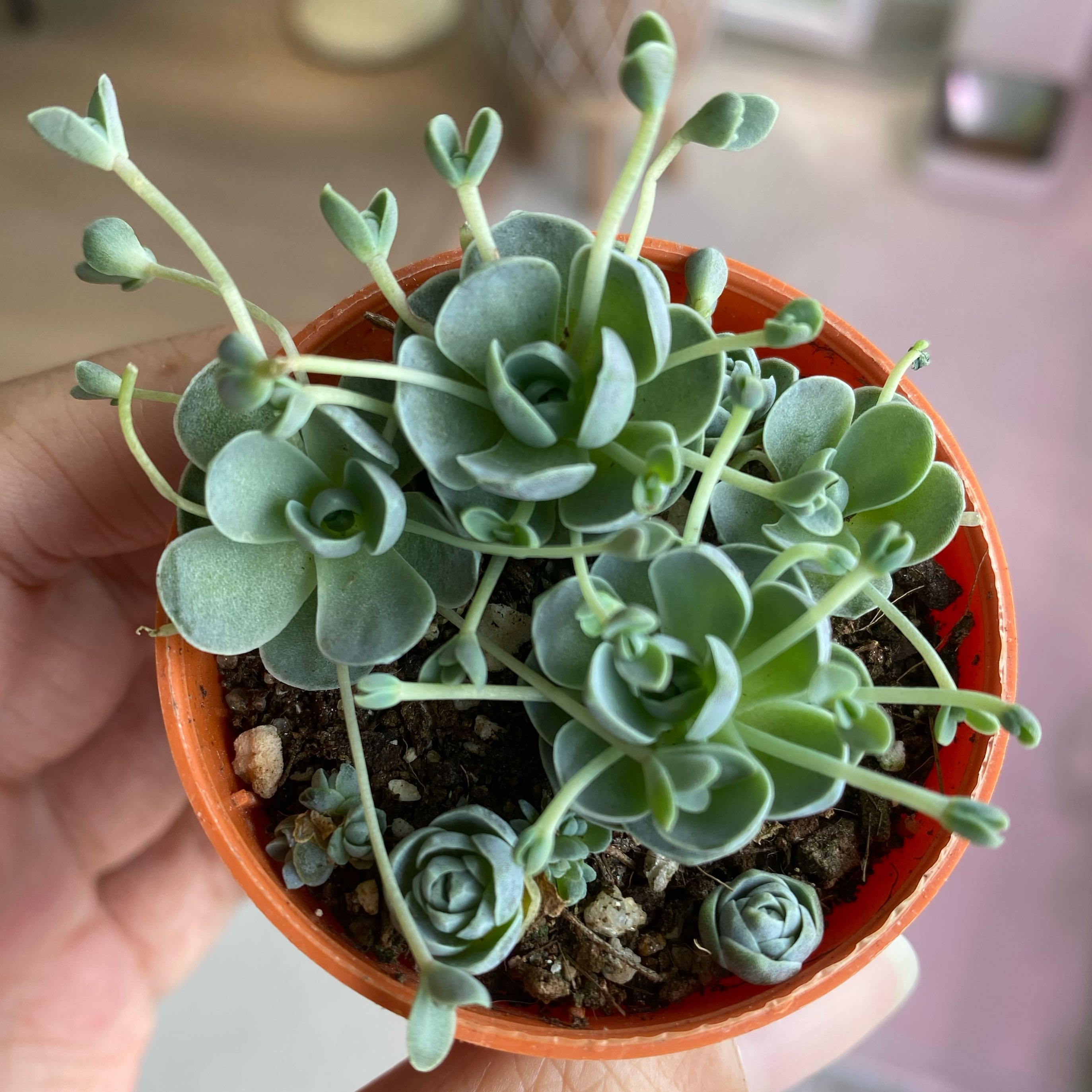 Photo of the plant species Chinese Dunce Cap by @Desiree23 named Tinklebell on Greg, the plant care app