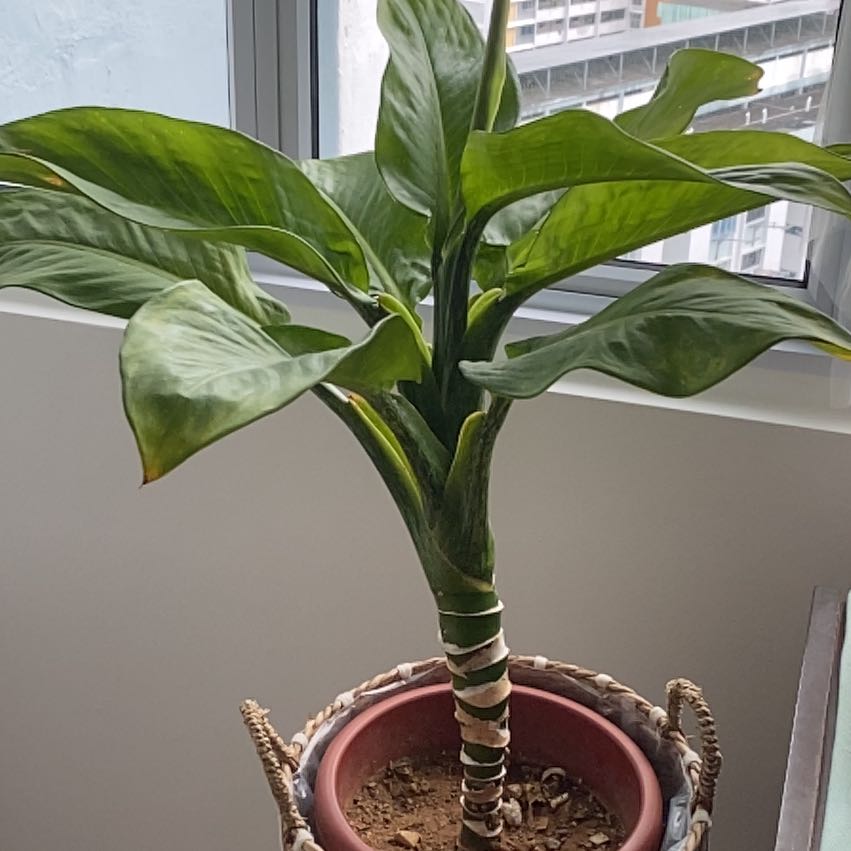 Photo of the plant species dumb canes by @Desiree23 named Conrad on Greg, the plant care app