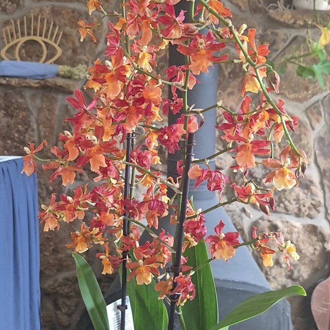 Photo of the plant species Oncostele Catatante by @BuffScarletrata named Reba on Greg, the plant care app