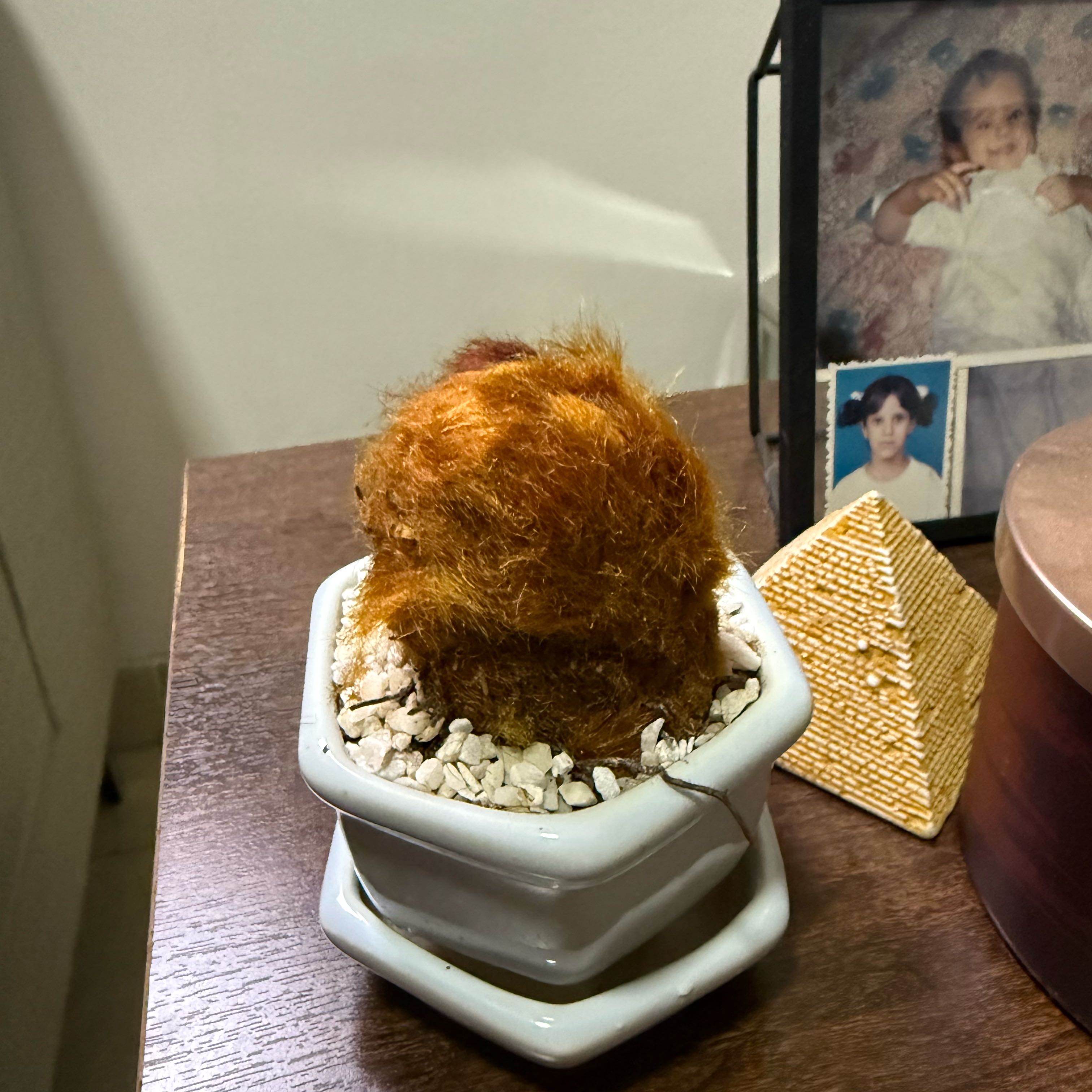 Photo of the plant species Scythian-Lamb by @JocoseSunstar52 named Hamilton on Greg, the plant care app