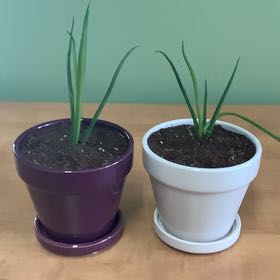 Photo of the plant species Mangave 'Bad Hair Day' by @BeefyOxeyedaisy named Mando on Greg, the plant care app