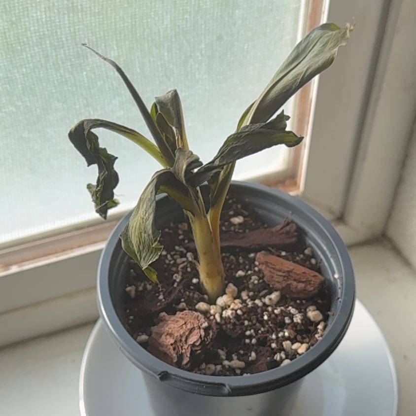 Plant care for Banana on Greg, the plant care app