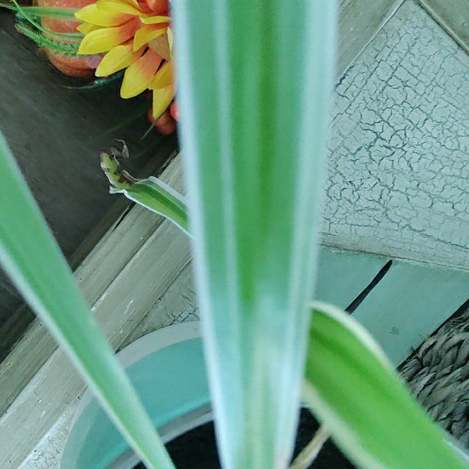 Photo of the plant species Screw Pine by @ProfessorPandan named Huckleberry Fern on Greg, the plant care app