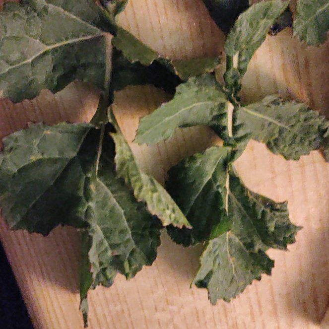 Photo of the plant species Coast Live Oak by @ProfessorPandan named Delilah on Greg, the plant care app