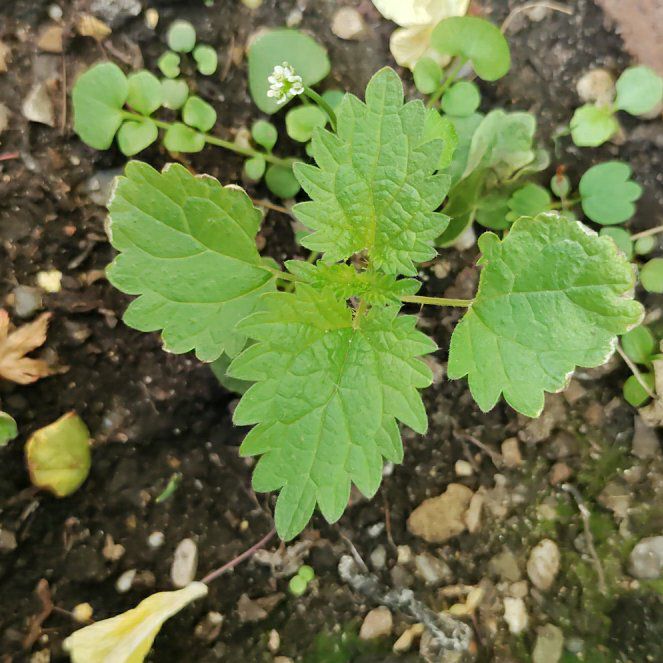 Photo of the plant species Stinging Nettles by @ProfessorPandan named da Vinci on Greg, the plant care app