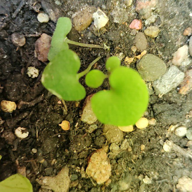 Photo of the plant species Indian Lettuce by @ProfessorPandan named Leonardo on Greg, the plant care app