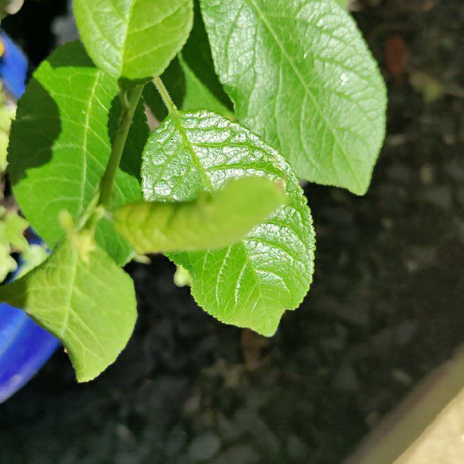 Photo of the plant species Greengage by @ProfessorPandan named Fernie Mac on Greg, the plant care app