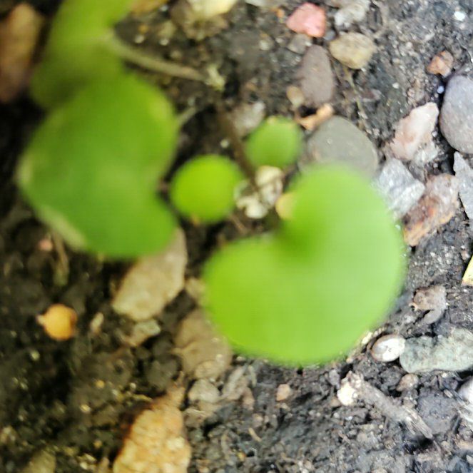 Photo of the plant species Asian Ponysfoot by @ProfessorPandan named Harry on Greg, the plant care app