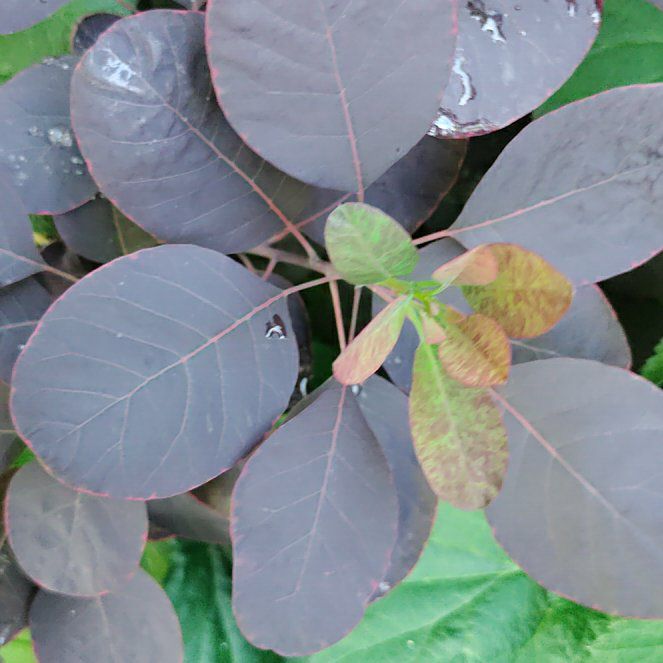 Photo of the plant species Eurasian Smoketree by @ProfessorPandan named Bigleef Smalls on Greg, the plant care app