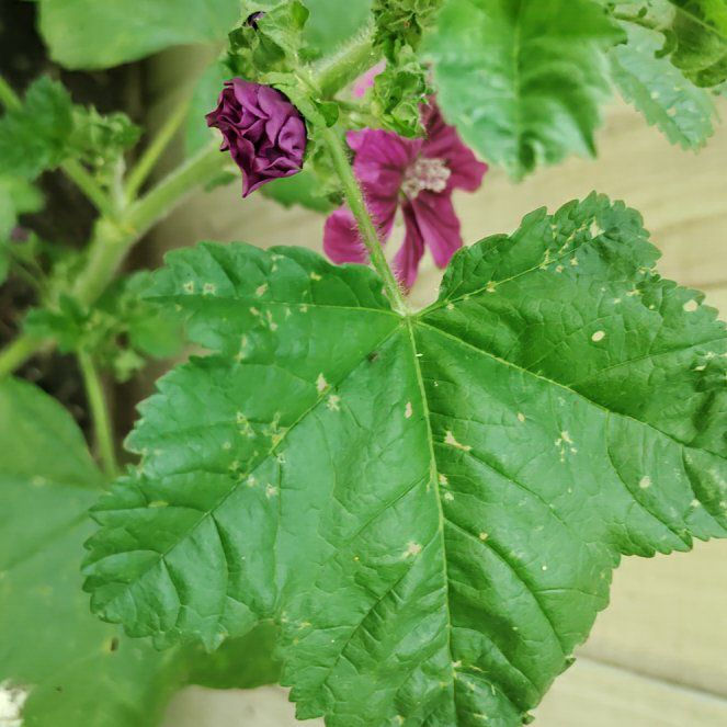 Photo of the plant species High Mallow by @ProfessorPandan named Bieber on Greg, the plant care app