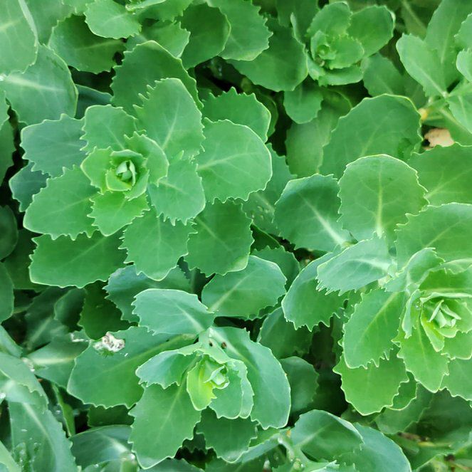 Photo of the plant species Witch's Moneybags by @ProfessorPandan named Madonna on Greg, the plant care app